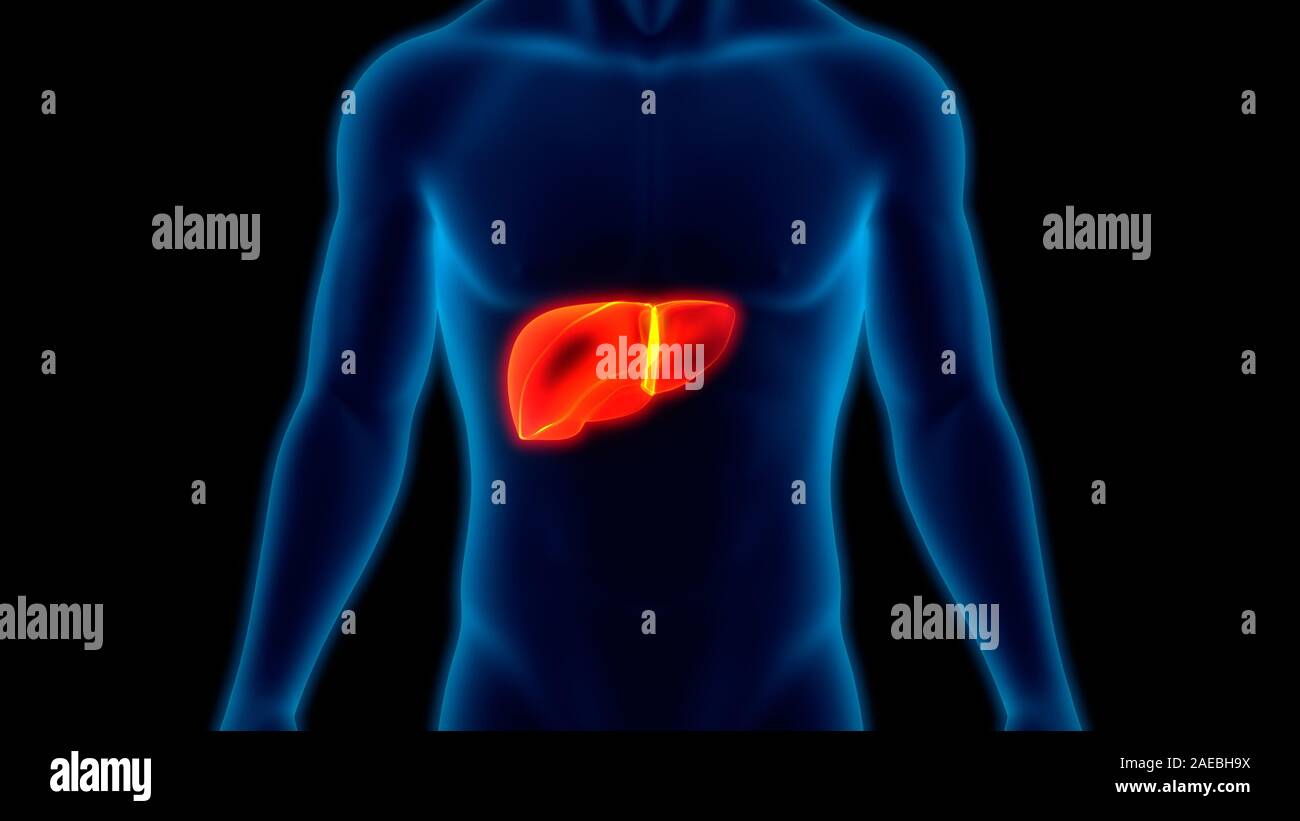 L'Organe digestif interne Anatomie du foie Banque D'Images