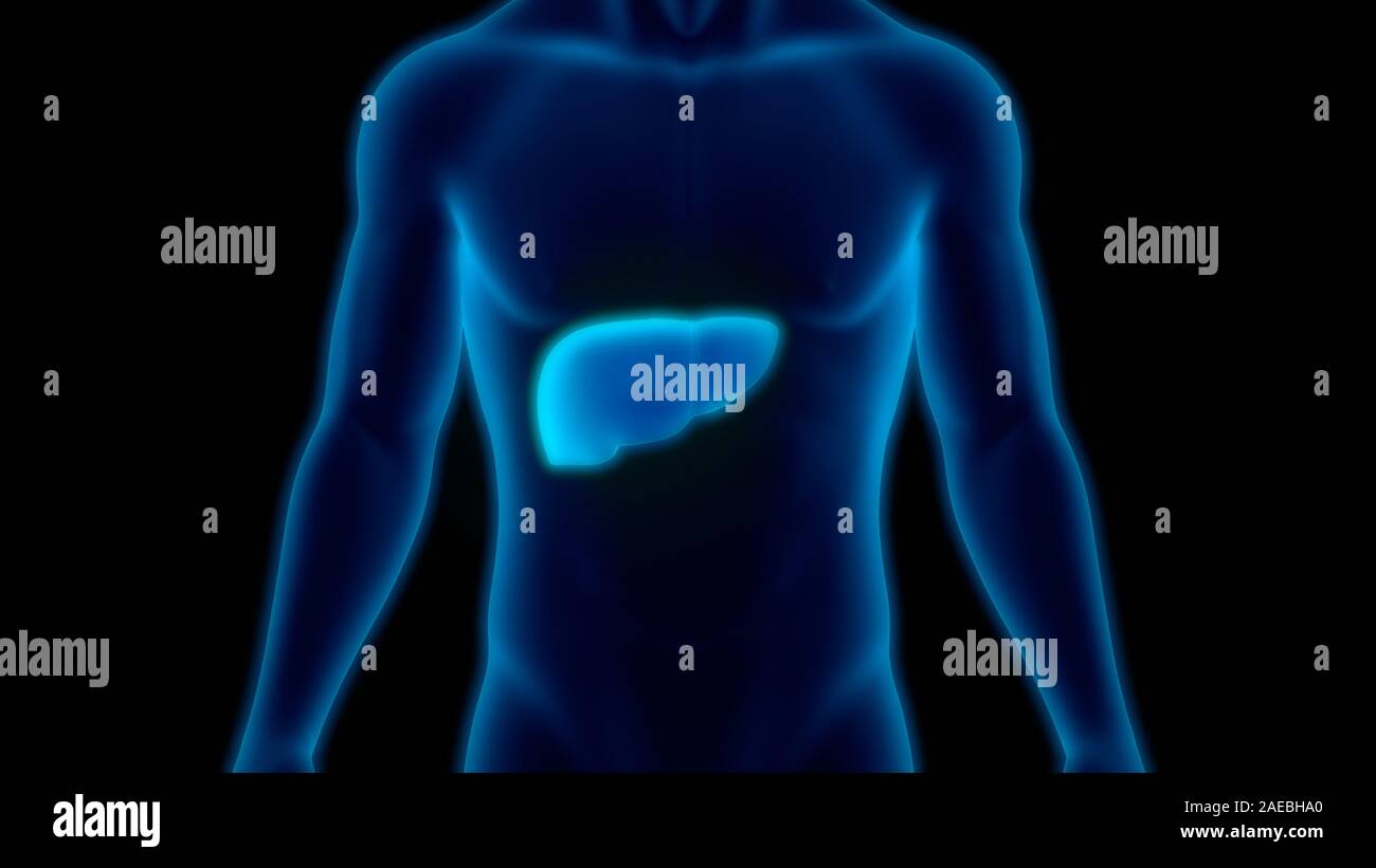 L'Organe digestif interne Anatomie du foie Banque D'Images