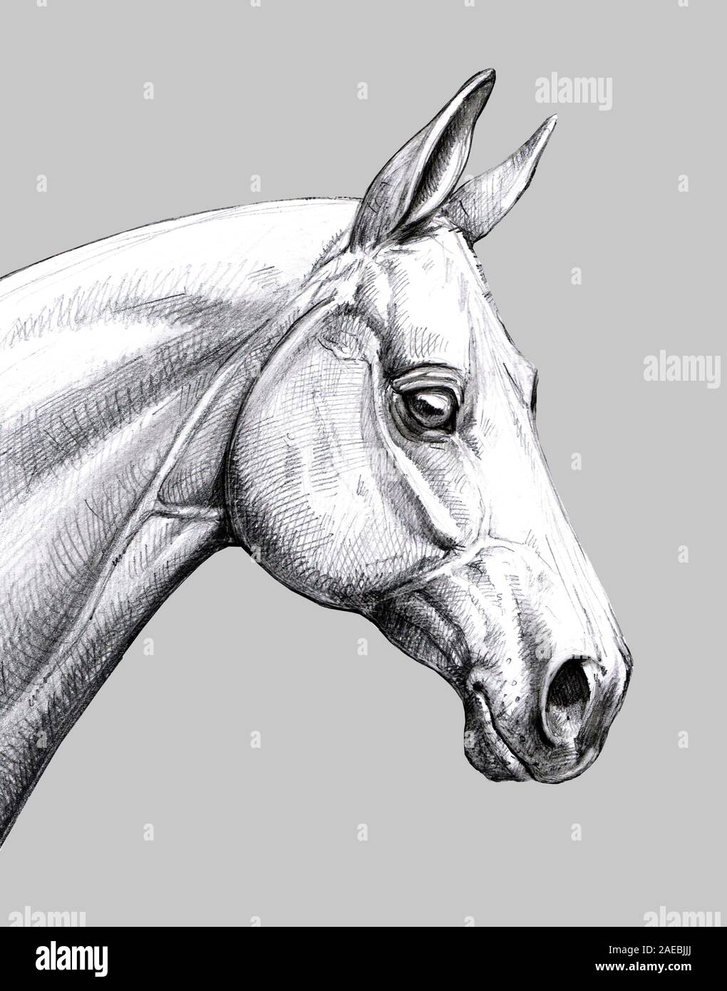 Cheval tête de l'illustration. Portrait au crayon d'un cheval. Dessin d'équidés. Banque D'Images