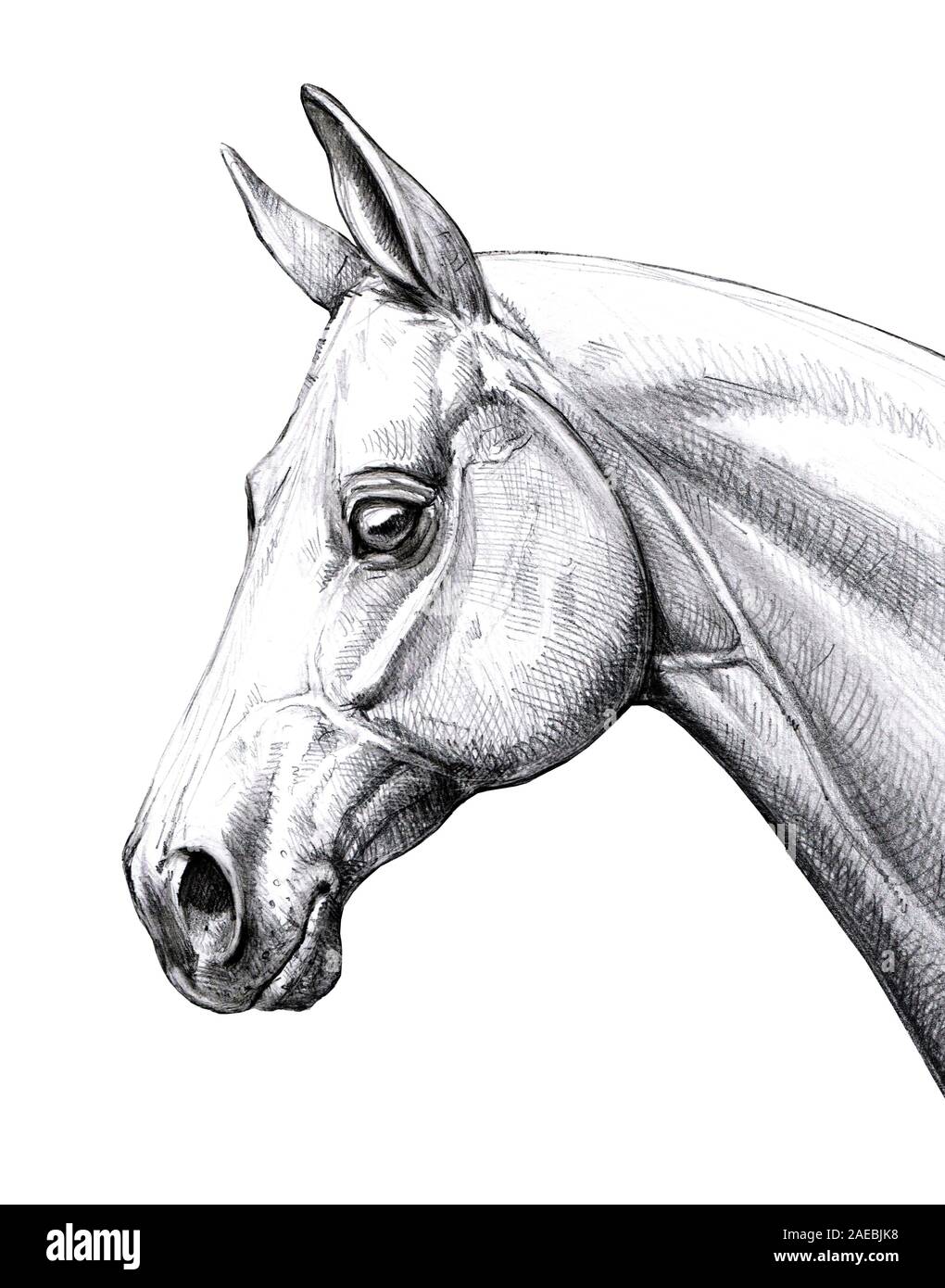 Cheval tête de l'illustration. Portrait au crayon d'un cheval. Dessin d'équidés. Banque D'Images