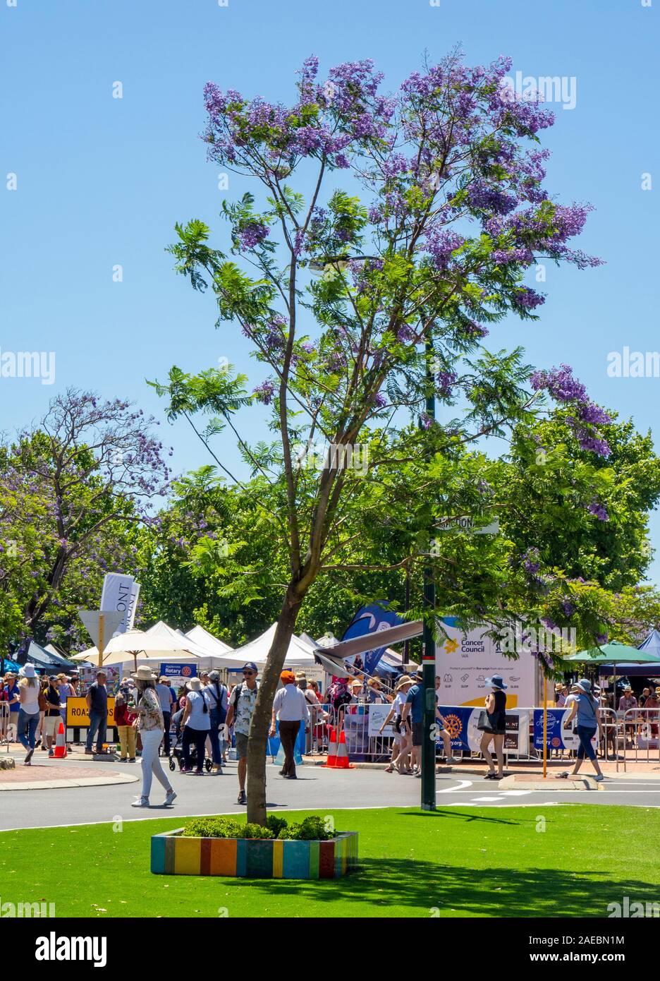 Jacaranda tree en pleine floraison pendant le Festival de Jacaranda rotatif 2019 Ardross St Saint-village à Perth en Australie occidentale. Banque D'Images