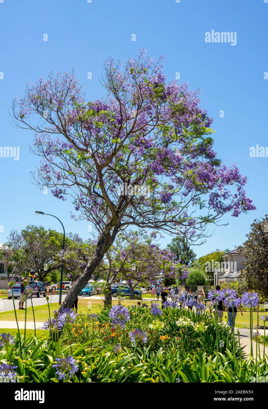 Agapanthus et Jacaranda tree en pleine floraison à St Ardross Fléron Perth Western Australia. Banque D'Images