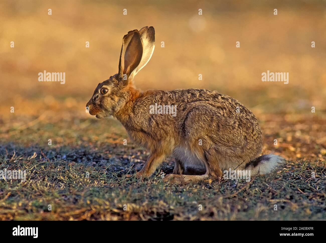 Cape hare (Lepus capensis) Lièvre Du désert aussi. Cape les lièvres sont trouvés dans toute l'Afrique, et se sont répandues dans de nombreuses régions d'Europe, le Moyen-Orient et l'Asie Banque D'Images