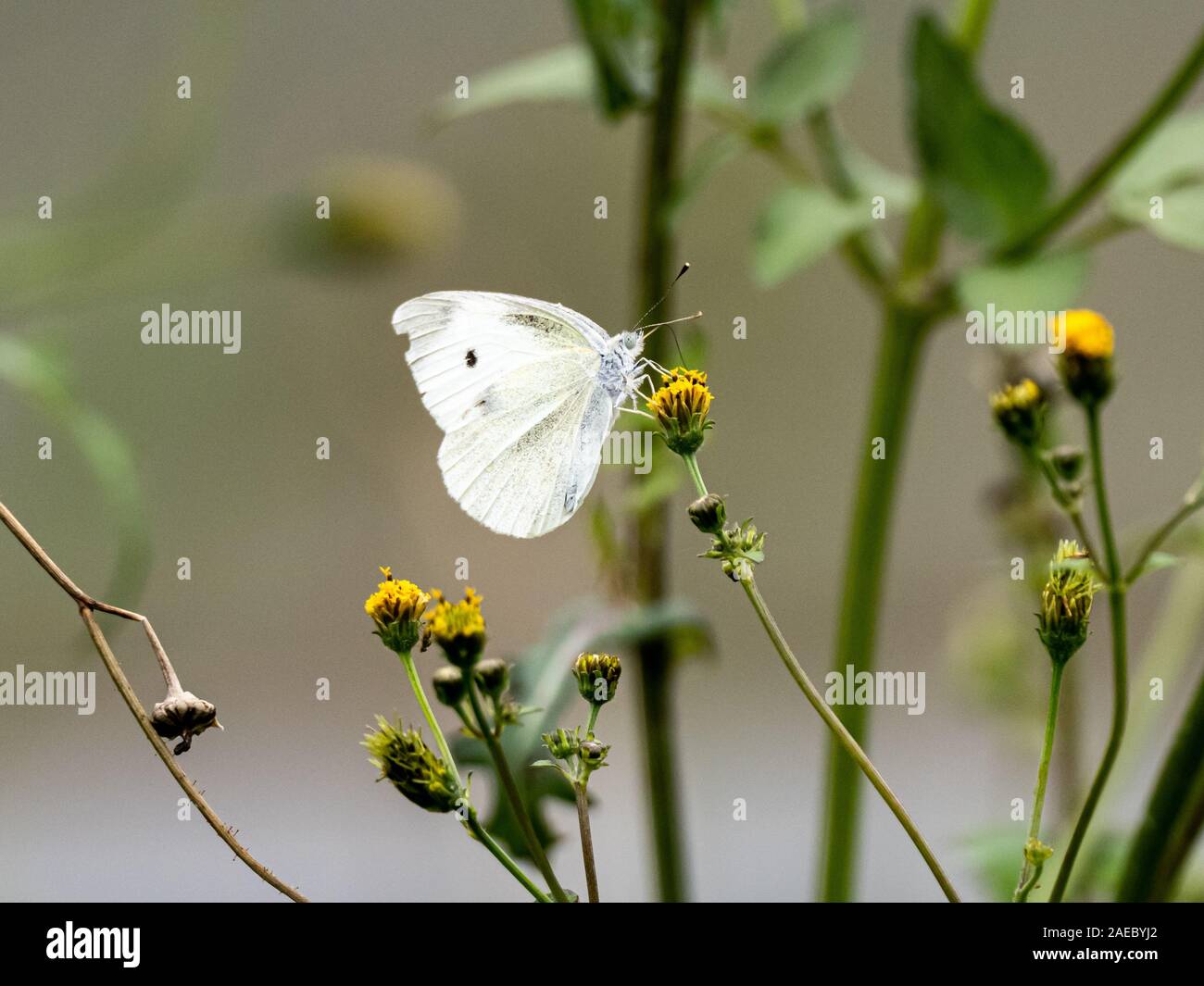 Un jardin papillon blanc, pieris melete ou similaire, RSS d'une petite fleur jaune, près de Yokohama, Japon. Banque D'Images