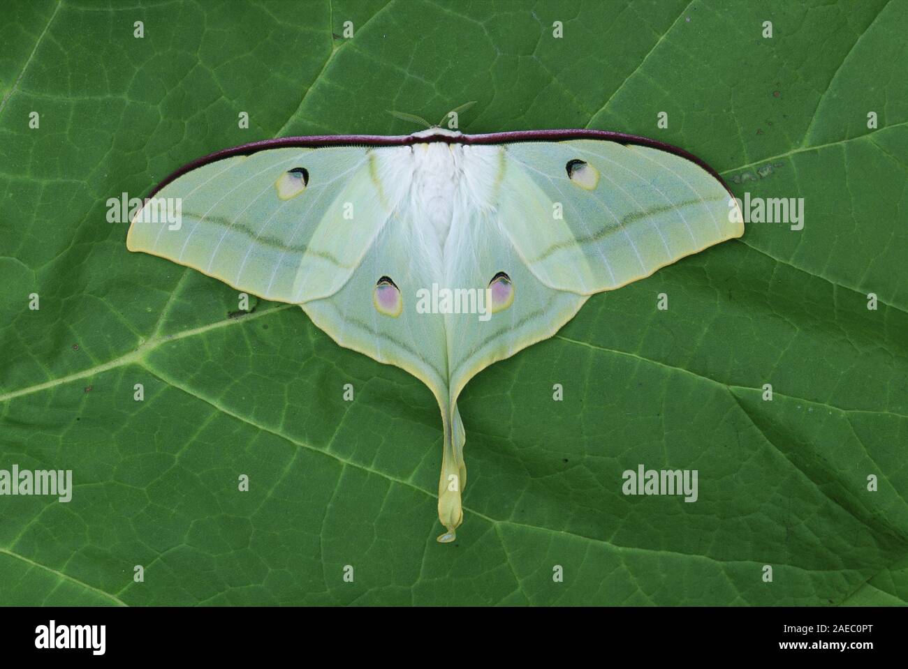 Papillon de lune indienne (Actias selene) Féminin reposant avec les ailes ouvertes. Banque D'Images