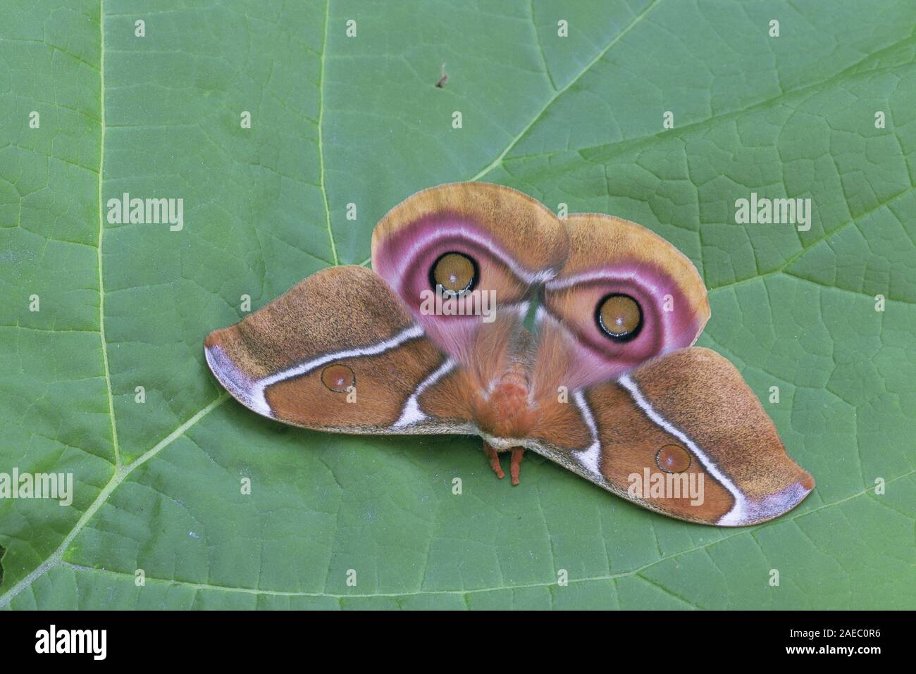 L'Empereur de Madagascar Madagascar aka Papillon Papillon Bullseye (Antherina suraka) Banque D'Images