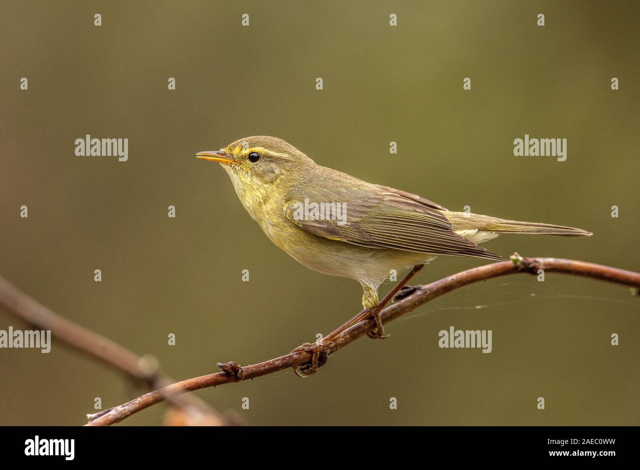 Fitis (Phylloscopus trochilus) Willow Warbler • Bayern, Deutschland Banque D'Images
