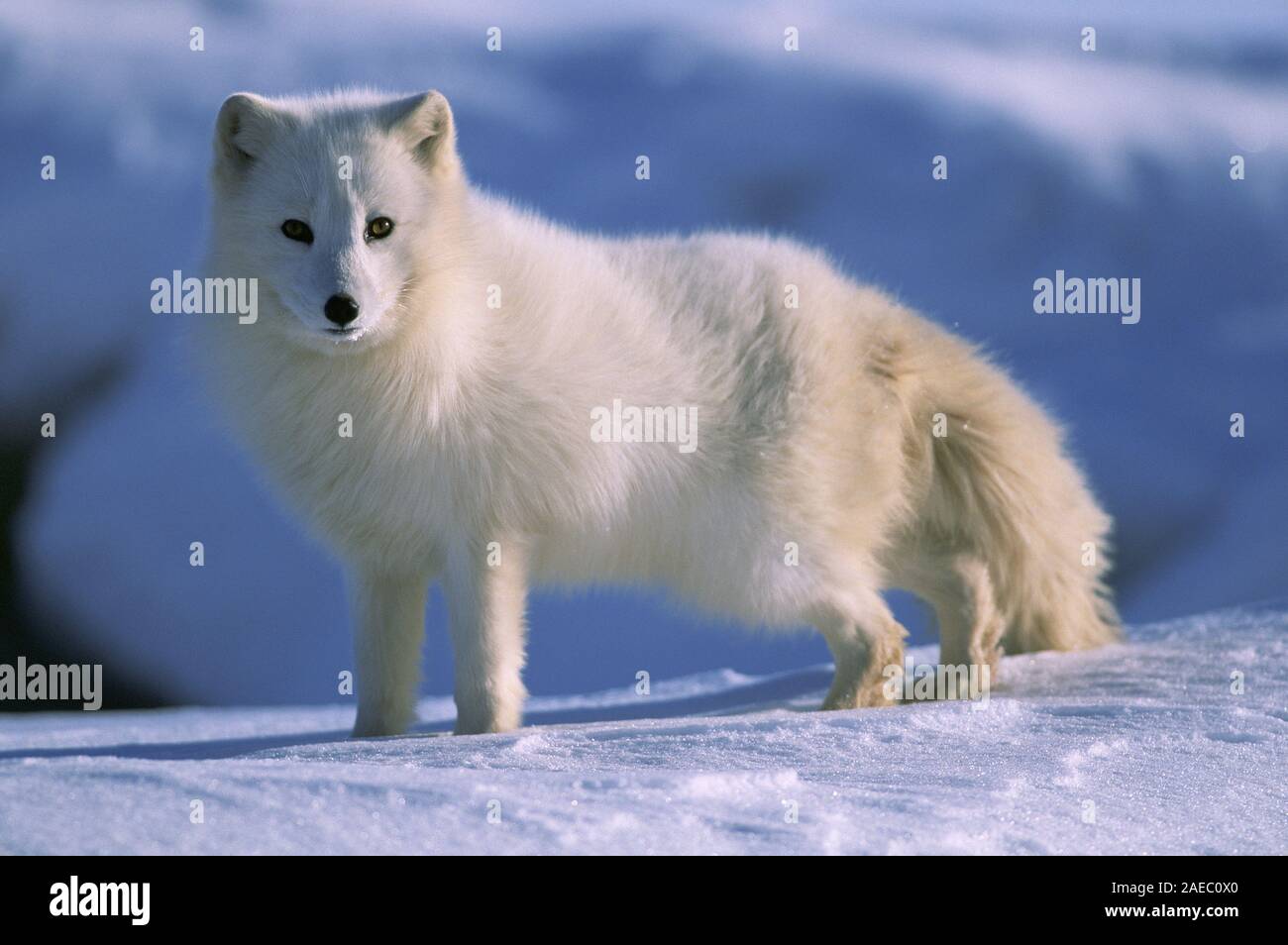 Le renard arctique au Groenland Banque D'Images