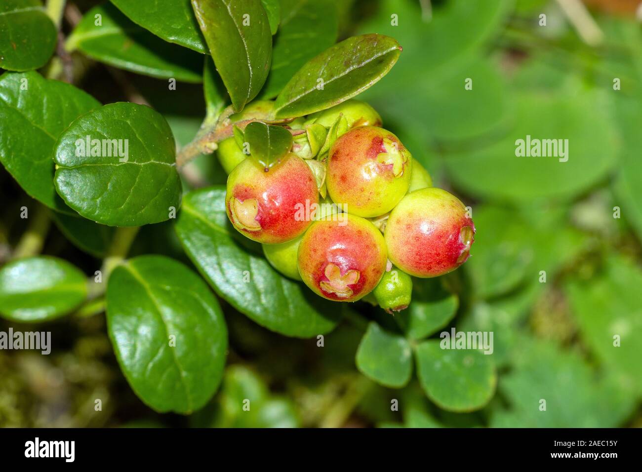 Preiselbeere (Vaccinium vitis-idaea) Cranberrie • Bayern, Deutschland Banque D'Images