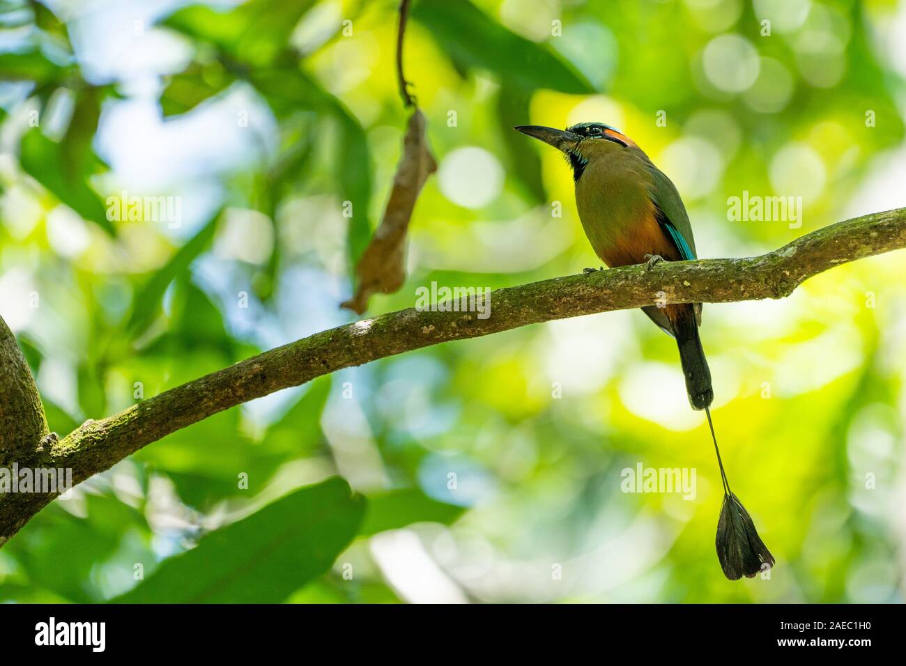 La turquoise-browed houtouc (Eumomota superciliosa) aussi connu comme Torogoz, cet oiseau se trouve dans les forêts tropicales du Mexique, en Amérique centrale et du Sud Banque D'Images