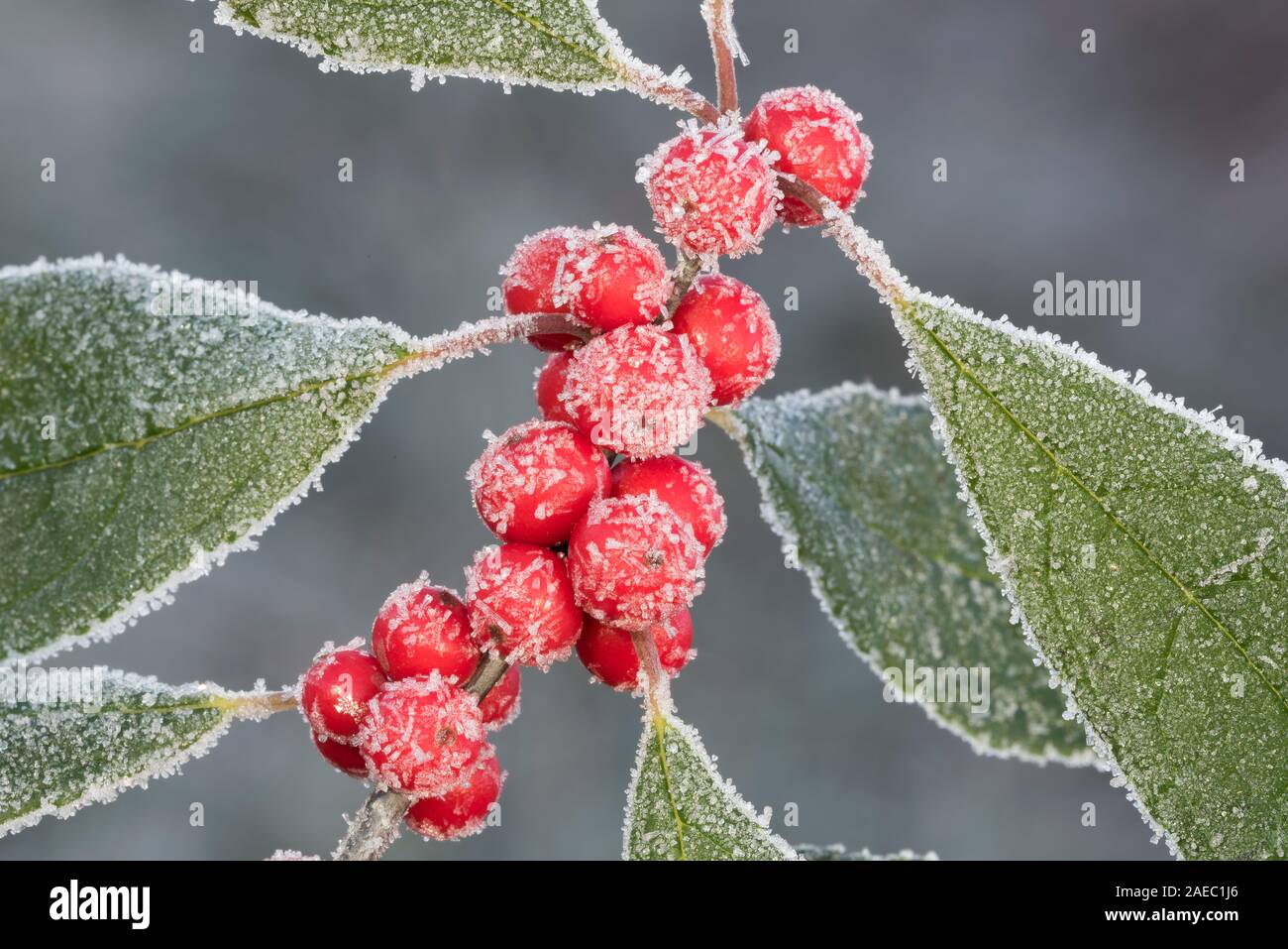 Winterberry houx (Ilex verticillata) Frost couverts berry cluster. Terre Promise State Park, Poconos, Pennsylvanie, novembre. Banque D'Images