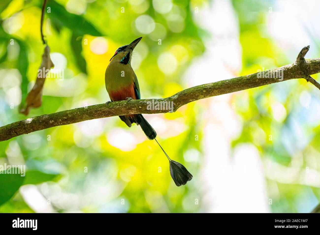 La turquoise-browed houtouc (Eumomota superciliosa) aussi connu comme Torogoz, cet oiseau se trouve dans les forêts tropicales du Mexique, en Amérique centrale et du Sud Banque D'Images