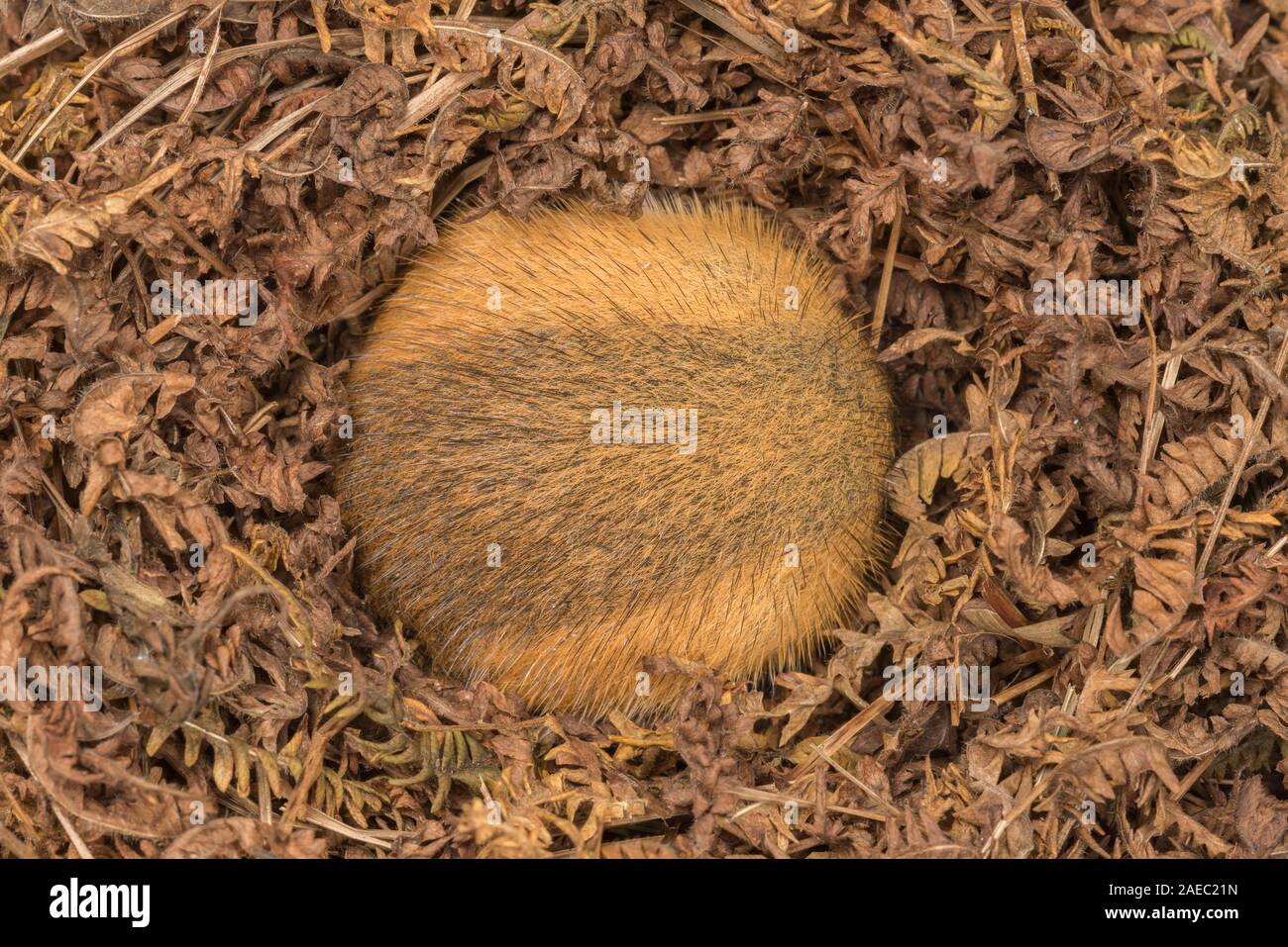 La souris sauteuse des bois (Napaezapus insignis) hibernant dans nid construit à côté du tunnel de burrow faite par un autre mammifère. Banque D'Images