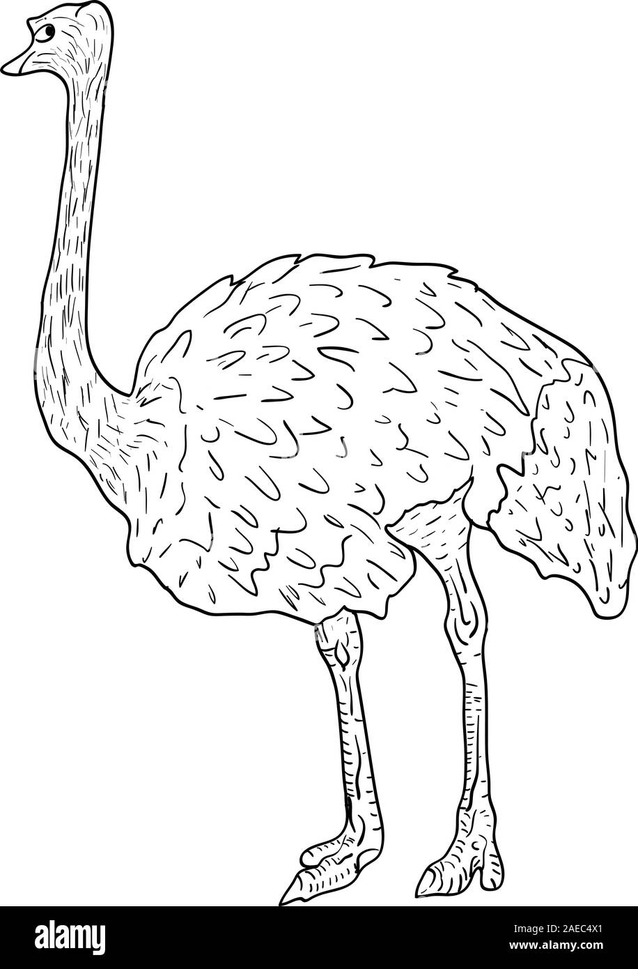 Croquis d'autruche grand debout sur un fond blanc. Vector illustration. Illustration de Vecteur