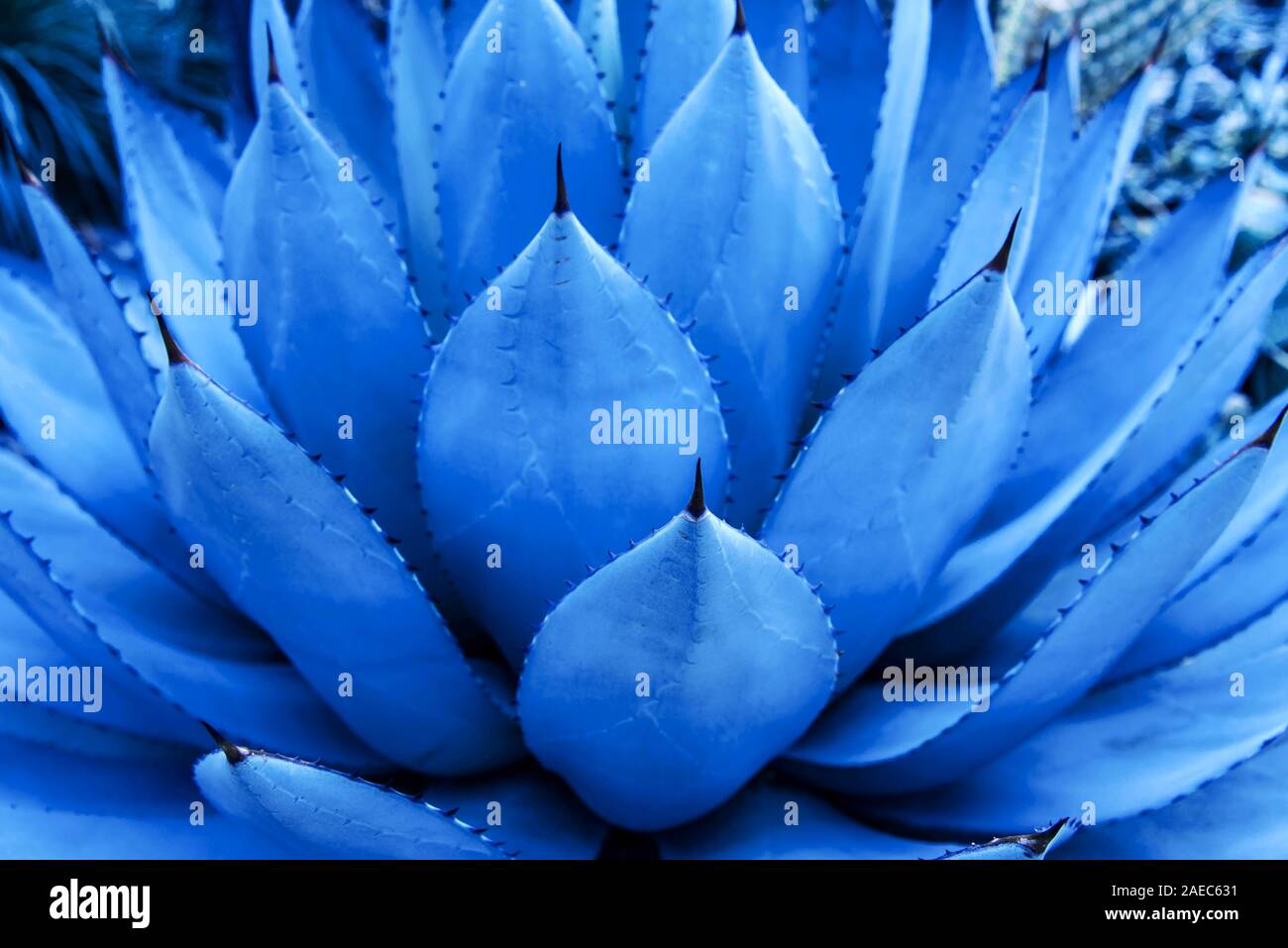 Vue rapprochée d'un agave bleu. Couleur tendance 2020 Photo Stock - Alamy