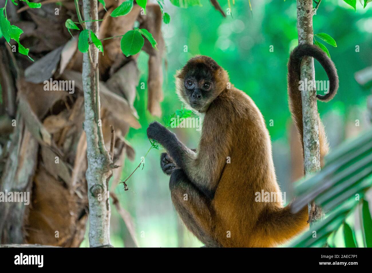 Portrait d'un singe-araignée de Geoffroy (Ateles geoffroyi), également connu sous le nom de singe araignée aux mains noires, est une espèce de singe-araignée, un typ Banque D'Images