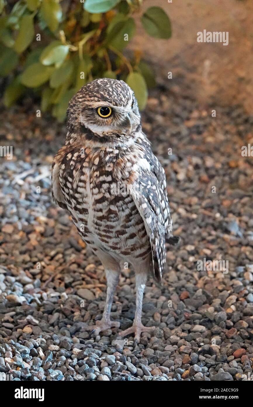 Portrait d'une Chevêche des terriers, Athene cunicularia, un insecte, la chasse de nuit owl trouvés tout au long de l'ouest des États-Unis et Amérique du Sud. Banque D'Images