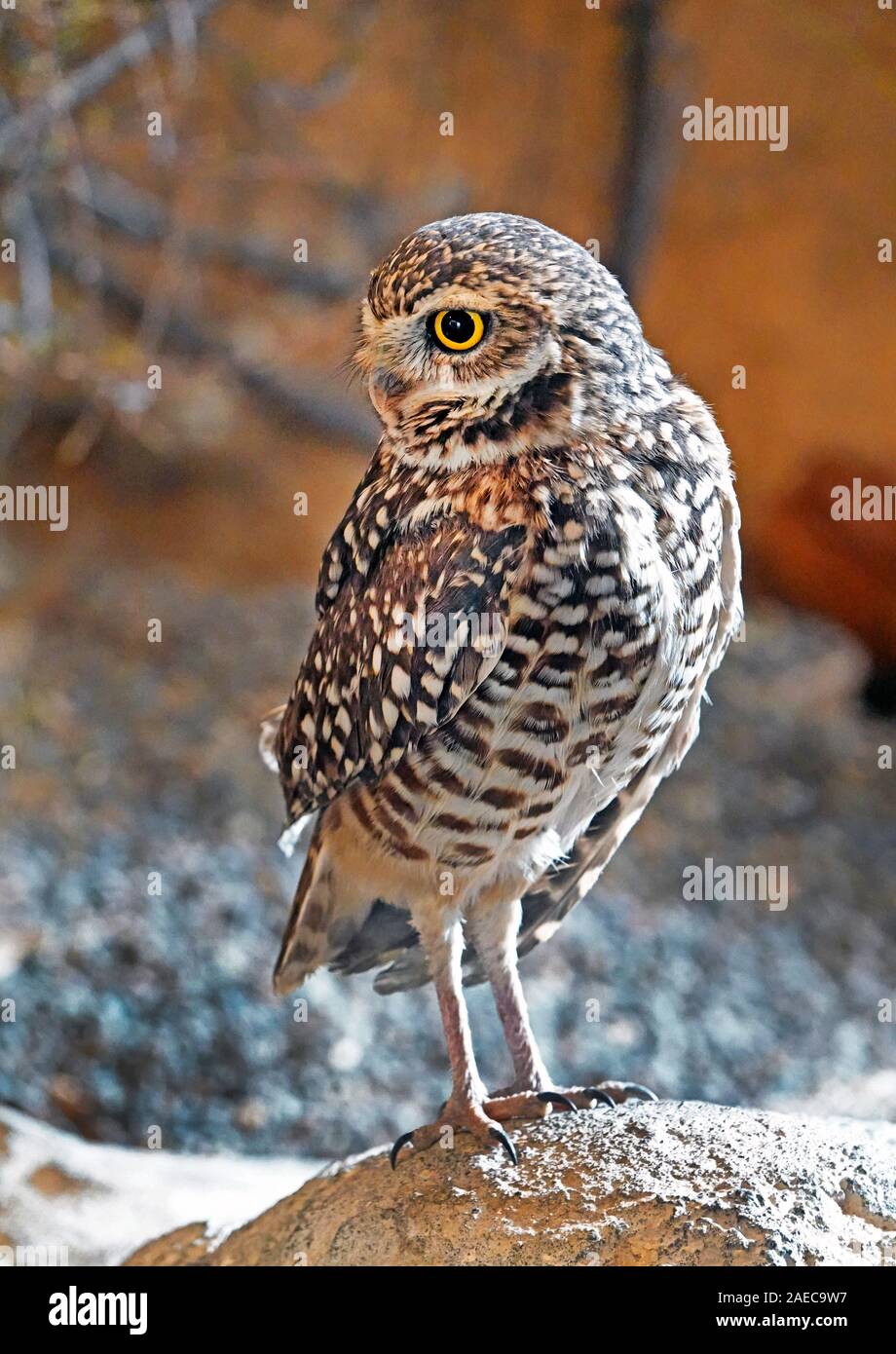 Portrait d'une Chevêche des terriers, Athene cunicularia, un insecte, la chasse de nuit owl trouvés tout au long de l'ouest des États-Unis et Amérique du Sud. Banque D'Images