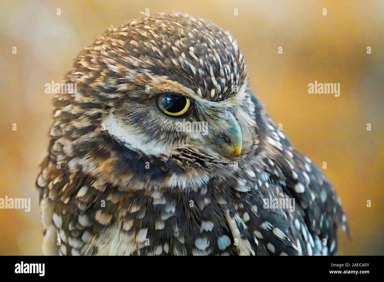 Portrait d'une Chevêche des terriers, Athene cunicularia, un insecte, la chasse de nuit owl trouvés tout au long de l'ouest des États-Unis et Amérique du Sud. Banque D'Images