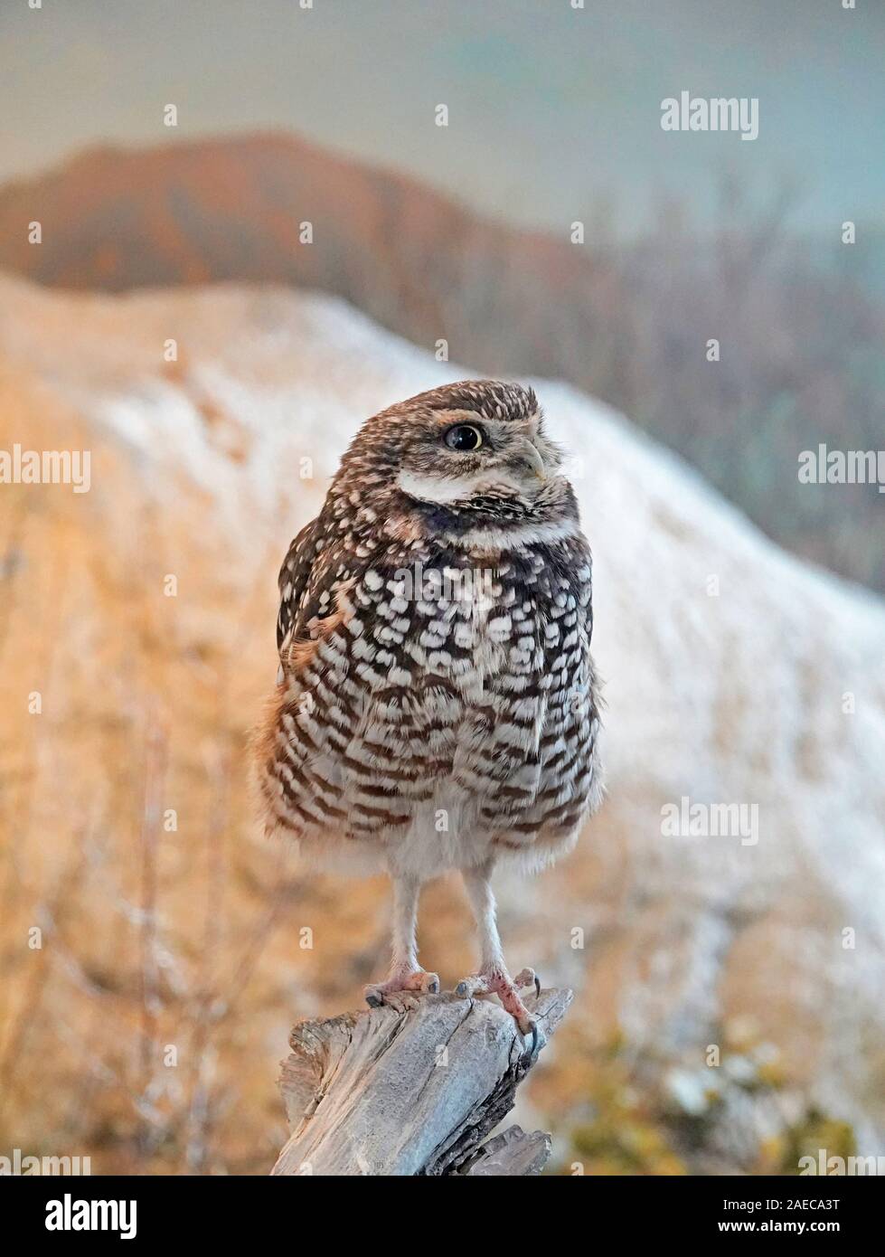 Portrait d'une Chevêche des terriers, Athene cunicularia, un insecte, la chasse de nuit owl trouvés tout au long de l'ouest des États-Unis et Amérique du Sud. Banque D'Images