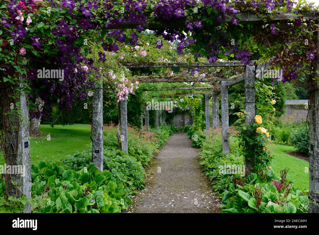 Clématite etoile violette,3,groupe clematis fleurs violettes,la floraison,pergola en bois, rambler,randonnées,pergolas,fleurs,fleurs,Fleurs RM Banque D'Images