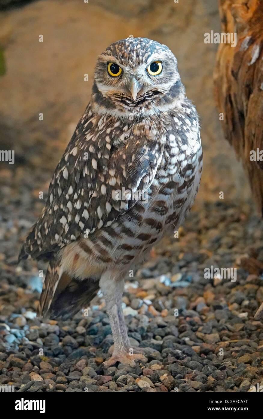 Portrait d'une Chevêche des terriers, Athene cunicularia, un insecte, la chasse de nuit owl trouvés tout au long de l'ouest des États-Unis et Amérique du Sud. Banque D'Images