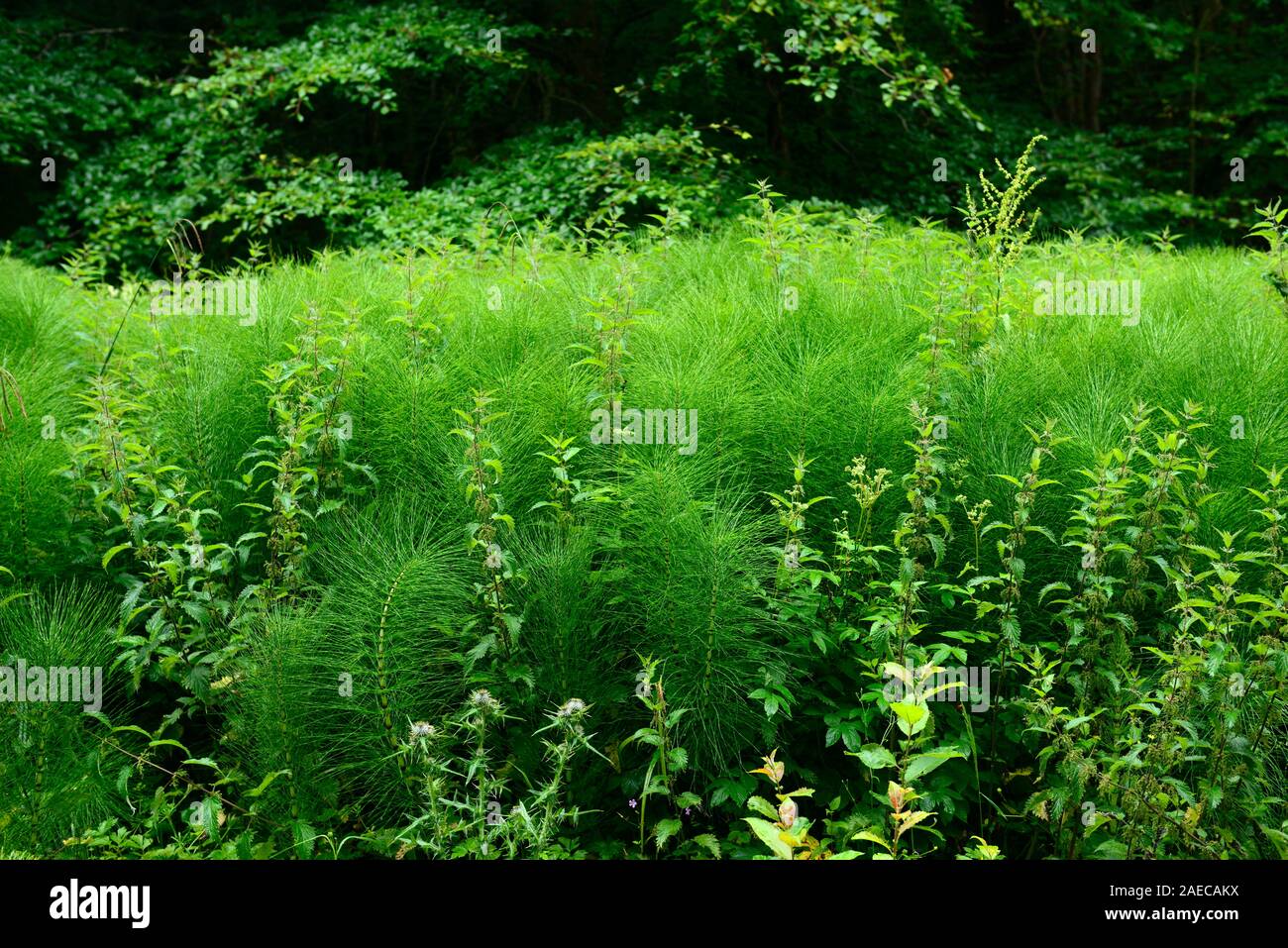 Grande Prêle Equisetum telmateia,plante,plantes,envahissantes,mauvaises herbes nuisibles,,,jardin,jardinage,jardin,massif,stand,tapis,humide,Fleurs,RM boggy Banque D'Images