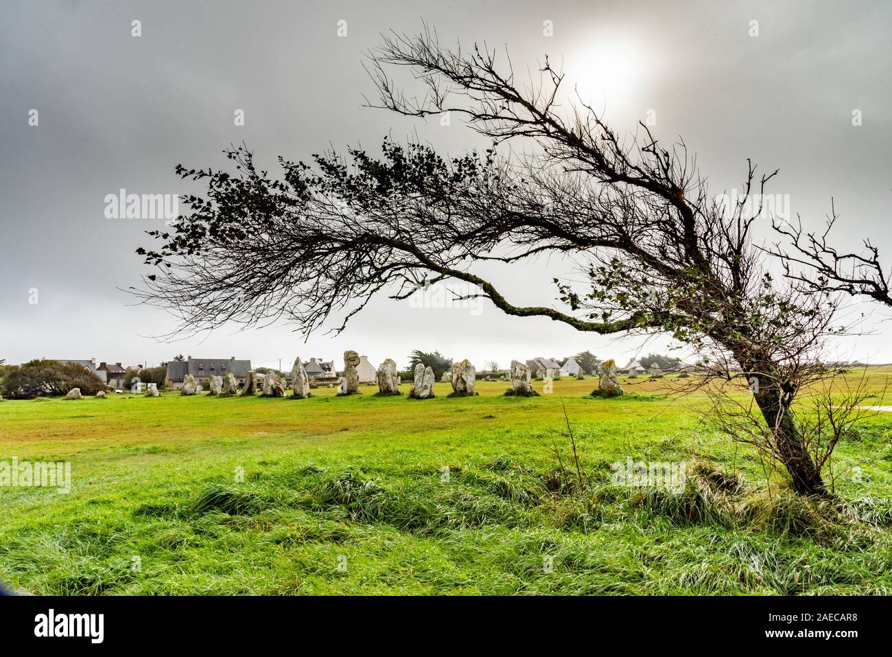 Menhirs en Bretagne. Un arbre couché déformé par la force du vent se tient devant un alignement de menhirs sur un pré vert en début d'da Banque D'Images