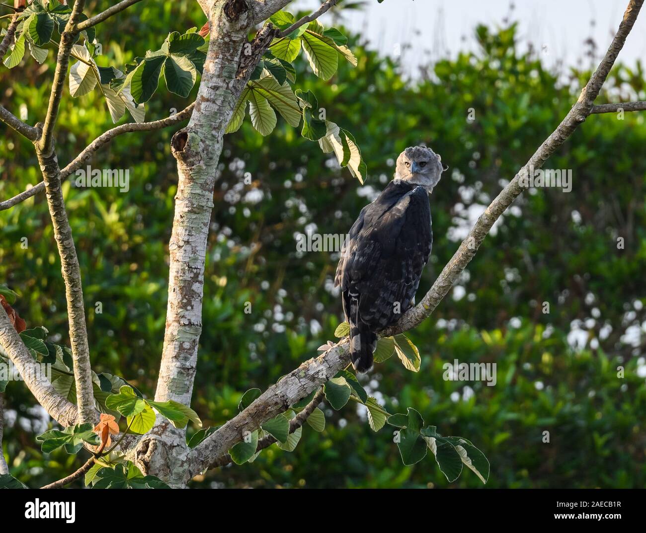 Une Harpie sauvage (Harpia harpyja) perché sur un arbre Cecropia dans la forêt amazonienne. Cangucu, de l'État de Tocantins, au Brésil. Banque D'Images