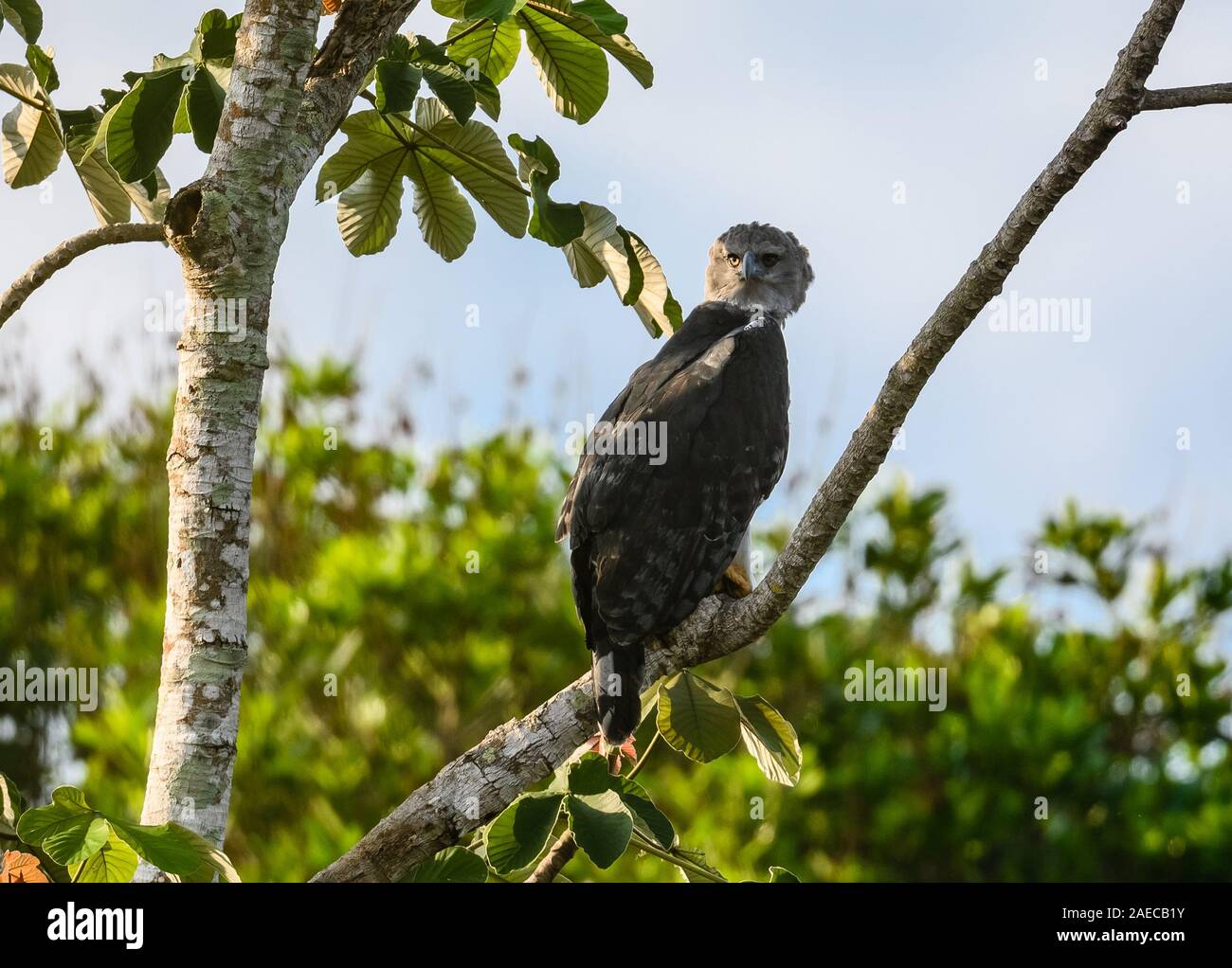 Une Harpie sauvage (Harpia harpyja) perché sur un arbre Cecropia dans la forêt amazonienne. Cangucu, de l'État de Tocantins, au Brésil. Banque D'Images