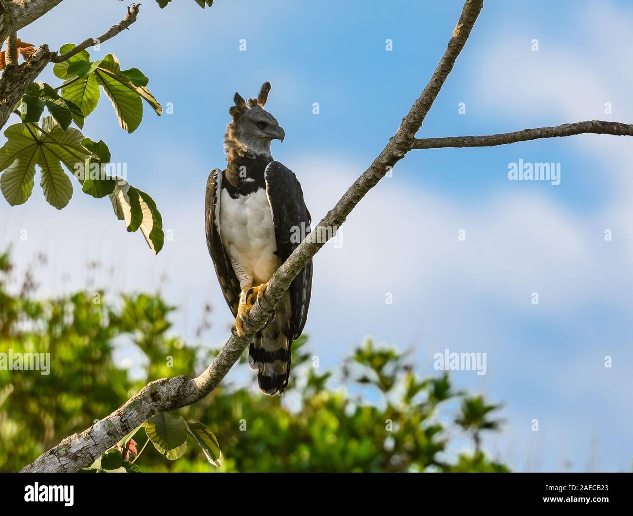 Une Harpie sauvage (Harpia harpyja) perché sur un arbre Cecropia dans la forêt amazonienne. Cangucu, de l'État de Tocantins, au Brésil. Banque D'Images