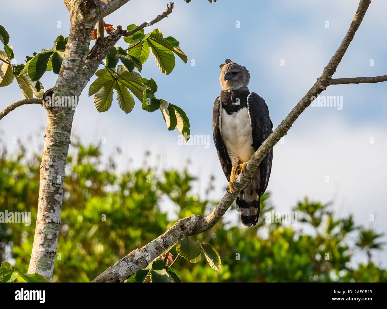 Une Harpie sauvage (Harpia harpyja) perché sur un arbre Cecropia dans la forêt amazonienne. Cangucu, de l'État de Tocantins, au Brésil. Banque D'Images