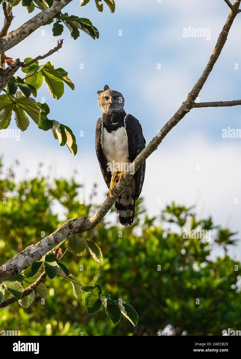 Une Harpie sauvage (Harpia harpyja) perché sur un arbre Cecropia dans la forêt amazonienne. Cangucu, de l'État de Tocantins, au Brésil. Banque D'Images