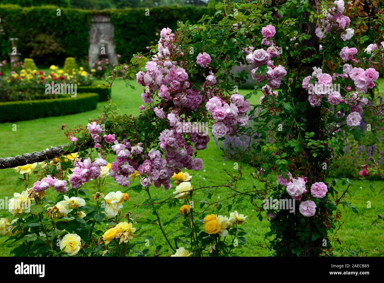 Rosa super conte de fée rose,fleur,super,rose, rambler,randonnée,escalade,cordes,corde grimpeur,fleurs,fleurs,parfumé,parfumé,Floral,RM Banque D'Images