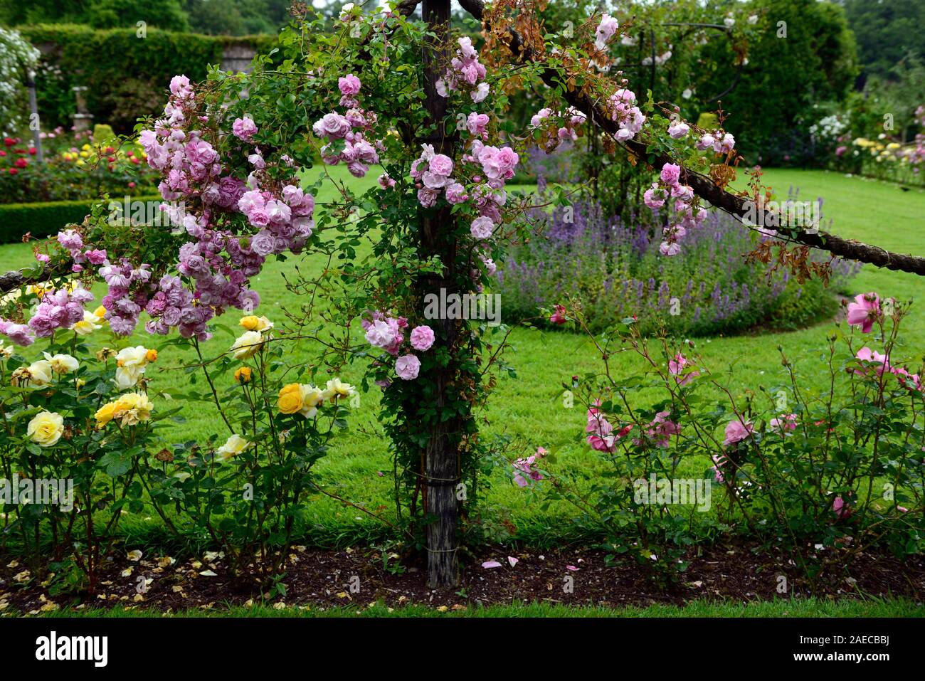 Rosa super conte de fée rose,fleur,super,rose, rambler,randonnée,escalade,cordes,corde grimpeur,fleurs,fleurs,parfumé,parfumé,Floral,RM Banque D'Images