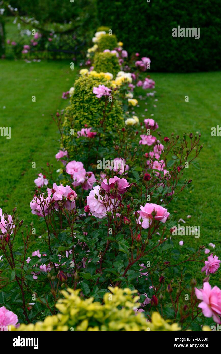 Roses,rose,chambres,jardin,et,couverture,clippé topiaire jardins floraux,RM Banque D'Images