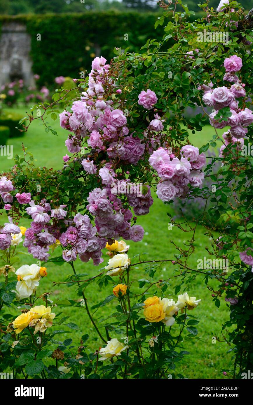 Rosa super conte de fée rose,fleur,super,rose, rambler,randonnée,escalade,cordes,corde grimpeur,fleurs,fleurs,parfumé,parfumé,Floral,RM Banque D'Images