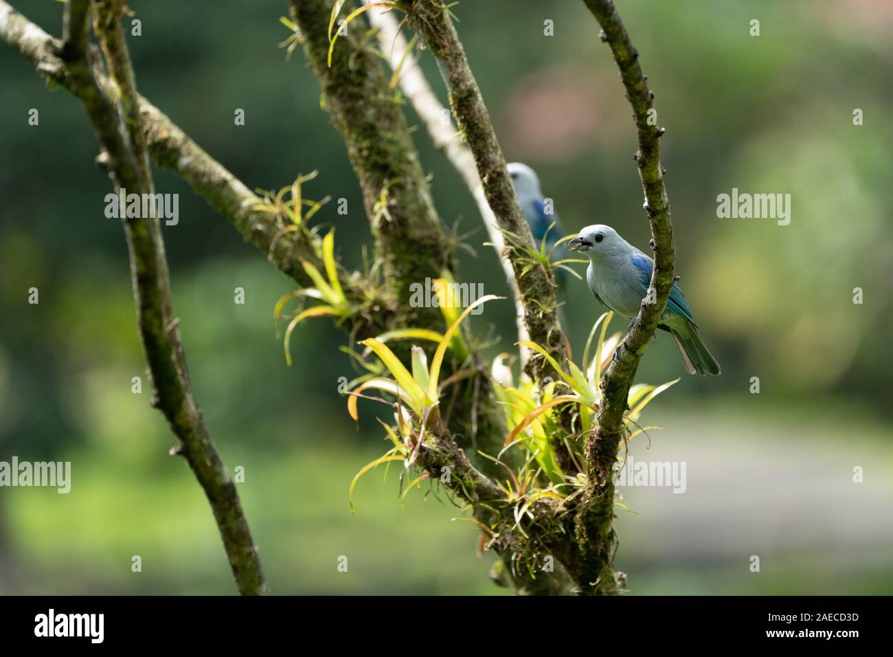 Le calliste gris-bleu (Thraupis episcopus) est une espèce de passereau d'Amérique du Sud le tanager, famille accipitridés. Photographié au Costa Rica en Banque D'Images