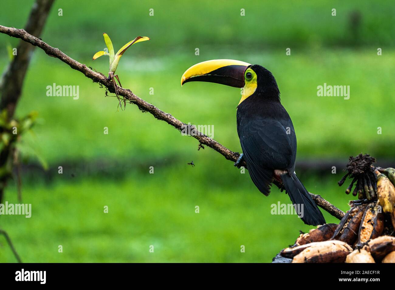La châtaigne-mandibled toucan de Swainson ou toucan (Ramphastos ambiguus swainsonii) dans la forêt tropicale. Cet oiseau est une sous-espèce de la jaune-th Banque D'Images