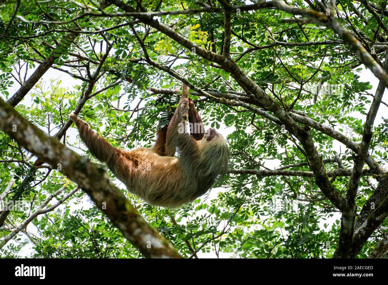 Hoffman's deux-toed sloth (Choloepus hoffmanni) se nourrir dans le Parc National Manuel Antonio au Costa Rica Banque D'Images