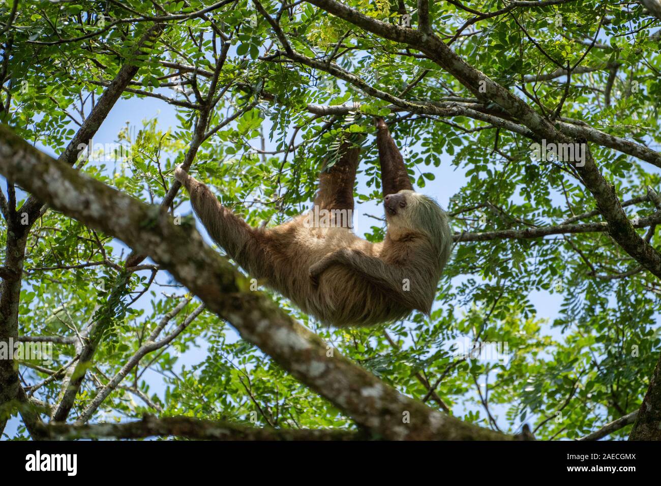 Hoffman's deux-toed sloth (Choloepus hoffmanni) se nourrir dans le Parc National Manuel Antonio au Costa Rica Banque D'Images