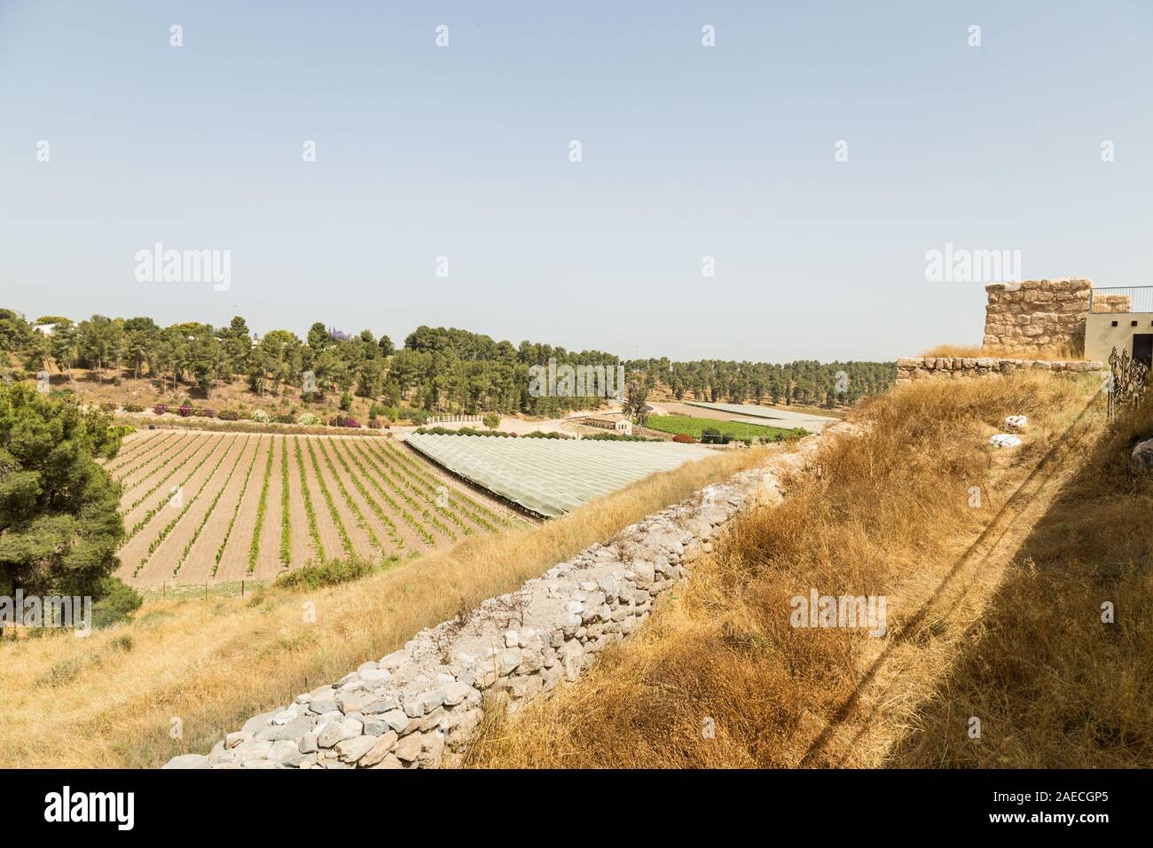 Vue depuis Tel Lakish, Israël, l'Ouest donnant sur la vallée d'Hébron et champs de vigne. C'était la deuxième ville la plus importante dans le sud du royaume. Banque D'Images