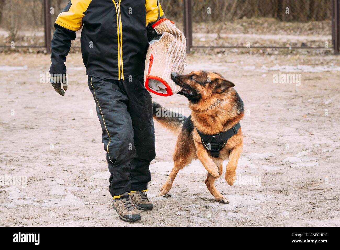 Formation de chien de berger allemand. Chien de mordre. Chien Loup d'Alsace. Deutscher, chien Banque D'Images