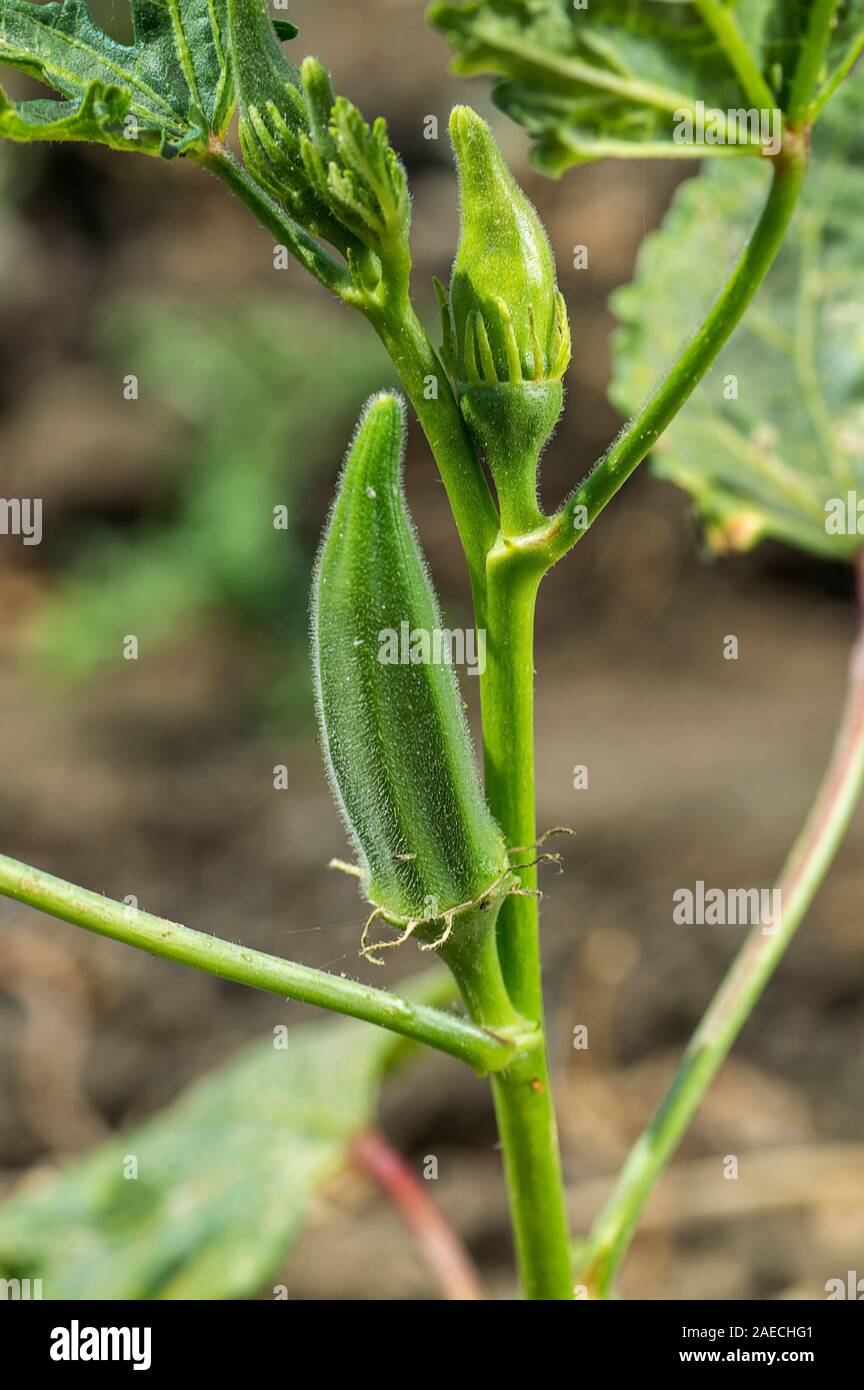 Jeune plante (Gombo) à Lady Finger farm field Banque D'Images