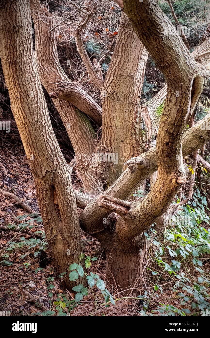 Twisted tree trunk England UK Banque D'Images