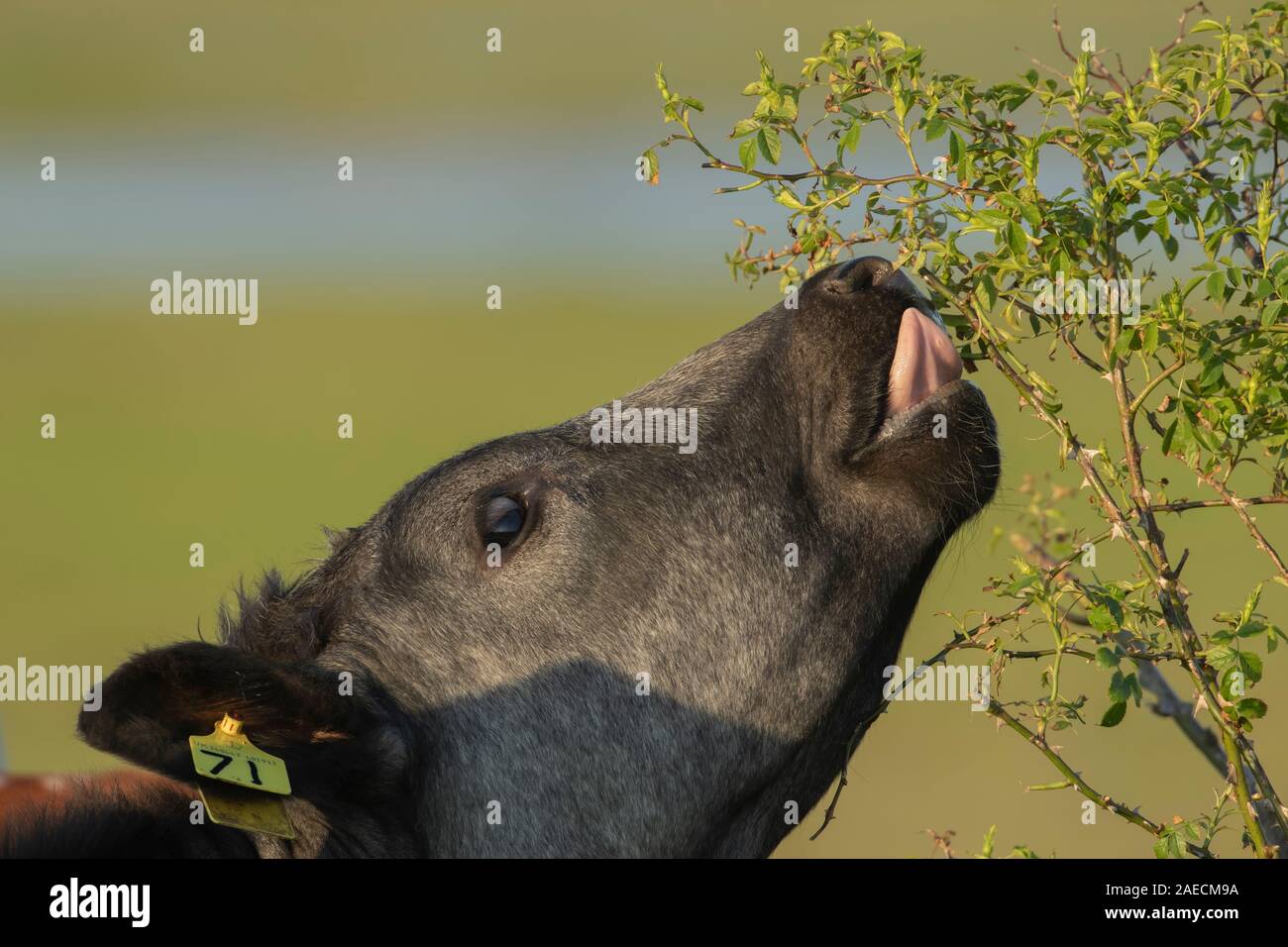 Vache (Bos taurus) qui se nourrit d'une wild rose bush, Lincolnshire, Angleterre, Royaume-Uni Banque D'Images