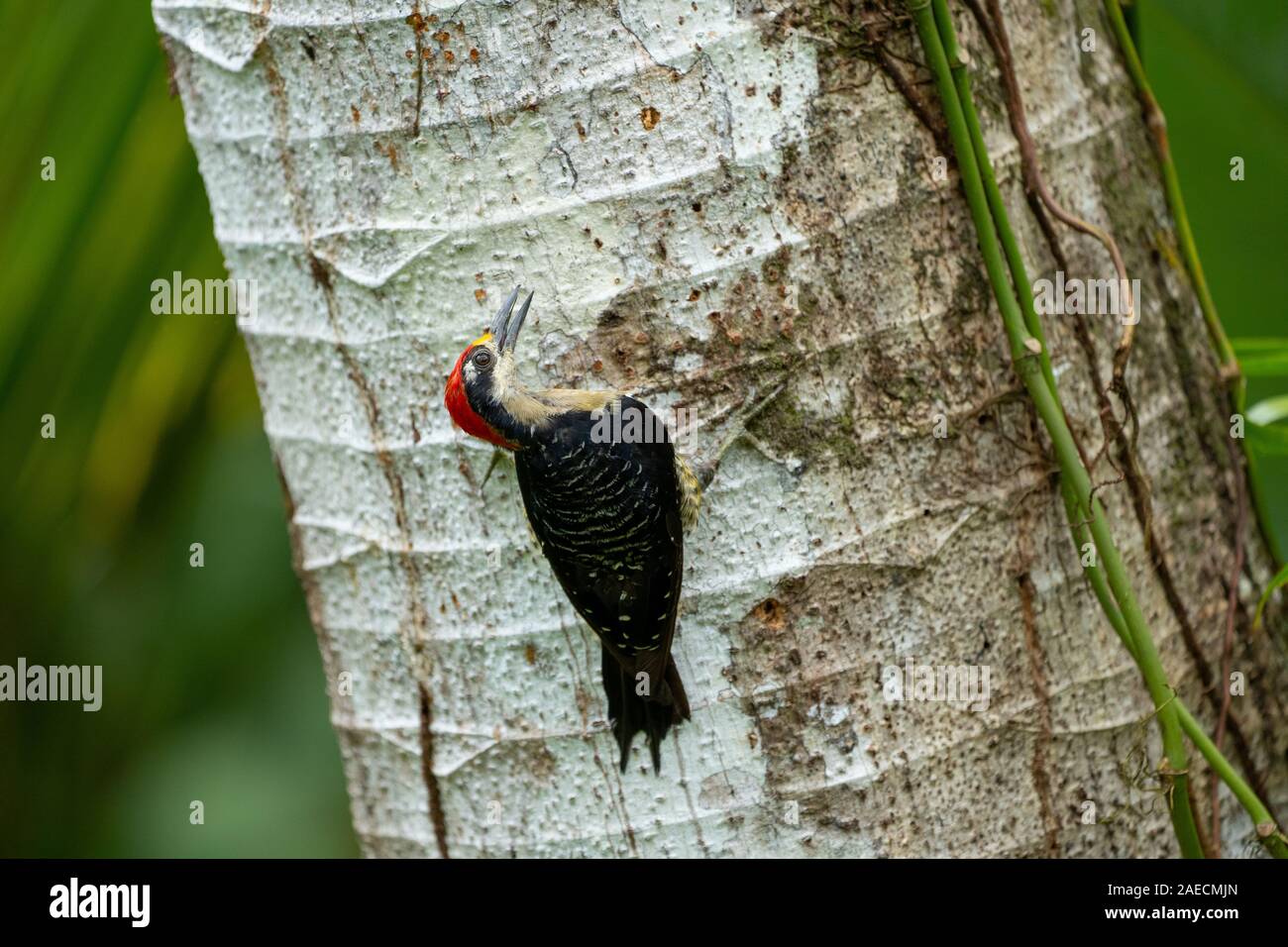 Grimpar nasican (dirigés par une strie Lepidocolaptes souleyetii). Photographié au Costa Rica en Juin Banque D'Images Grimpar nasican (dirigés par une strie Lepidocolaptes souleyetii). Photographié au Costa Rica en Juin Banque D'Images