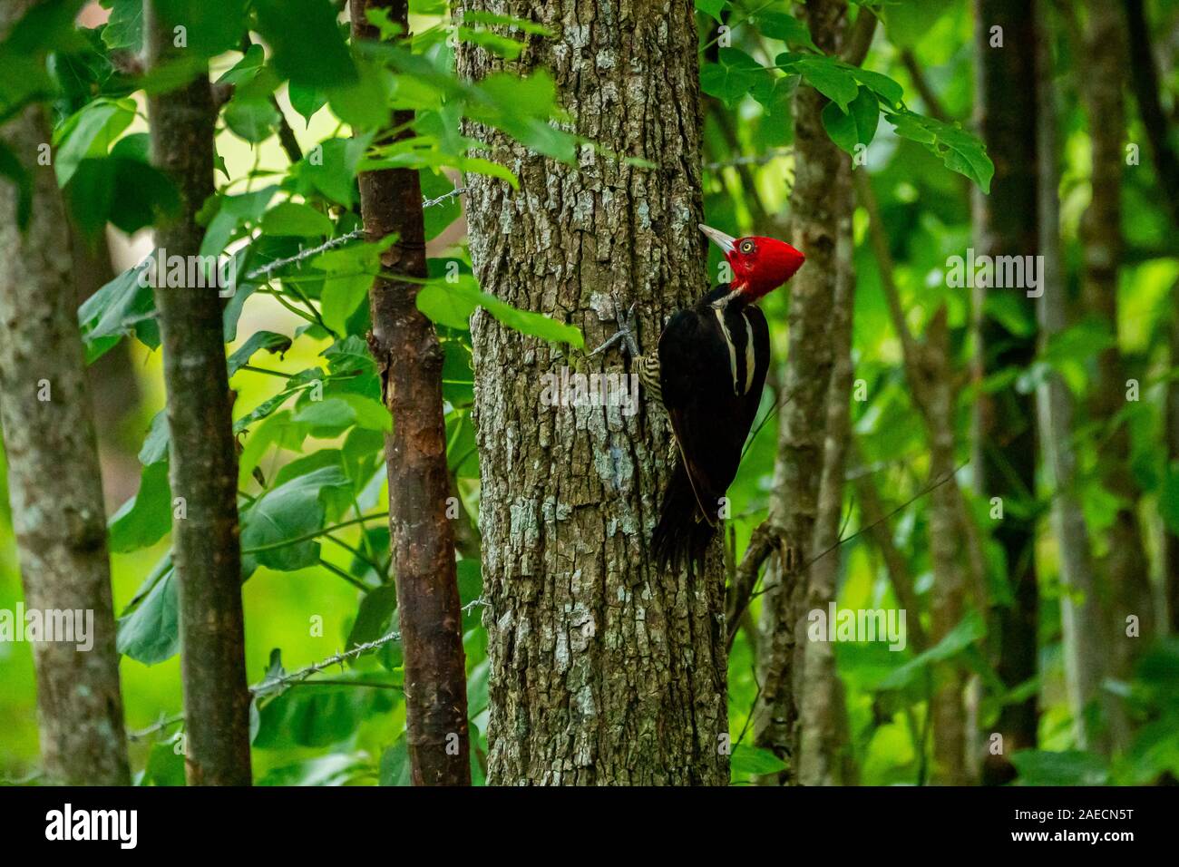 Pic à bec clair (campephilus guatemalensis) est une très grande que pic est un résident des oiseaux nicheurs du nord du Mexique à l'ouest du Panama. Banque D'Images