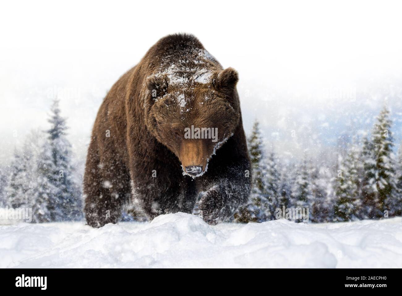 Ours d'une neige sur fond d'hiver. Carte de Nouvel An. Banque D'Images