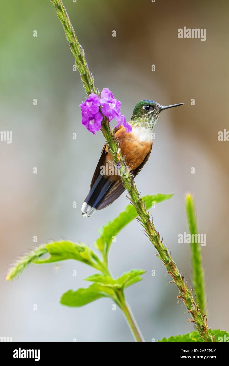 Violet-tailed Sylph - Aglaiocercus coelestis, belle et longue queue de l'ouest de hummingbird pentes andines de l'Amérique du Sud, Mindo, l'Équateur. Banque D'Images